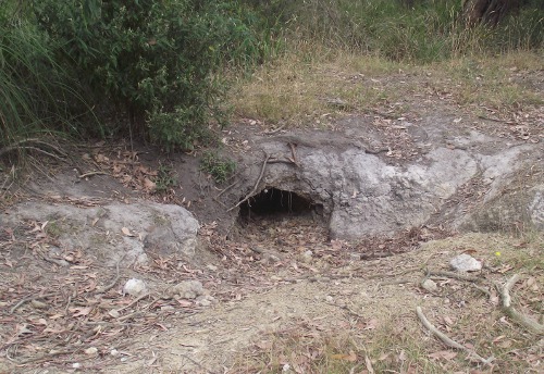 Wombat hole beside trail near Buffalo