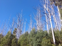 Blue skies, dead trees, regrowth