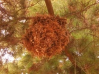 Birds nest? Wirradjuri Trail / Golf Course, Wagga Wagga.