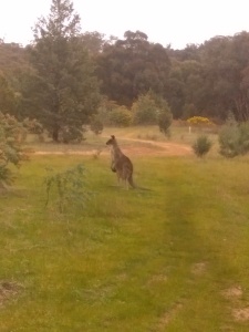 Local fauna near Golf Course, Wagga Wagga