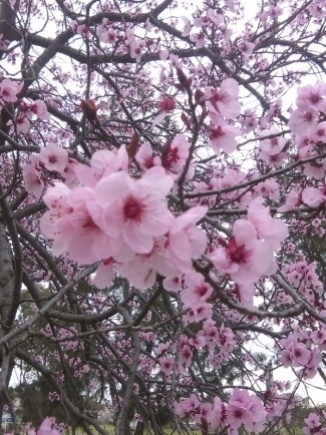 Blossoms, Wagga Wagga.