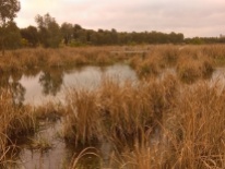 Junee wetlands