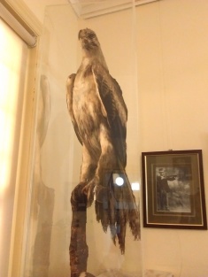 Taxidermied wedge-tailed eagle at Cootamundra museum.