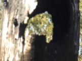Patons Hut trail - An experiment - a photo through a burnt out tree stump
