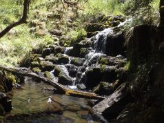 Carmichael Falls Walk - small cascade