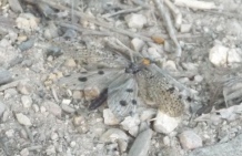 Anglers Rest Camping Area - A very well camoflagued bug