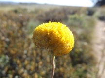Mt Cope Walk - flower